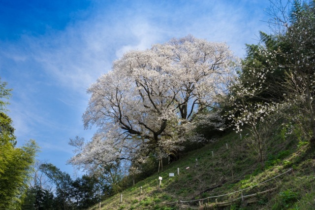奥迫川の桜(大山桜)